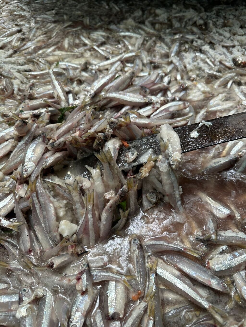 Polícia Ambiental apreende uma tonelada de pescado irregular em Iguape