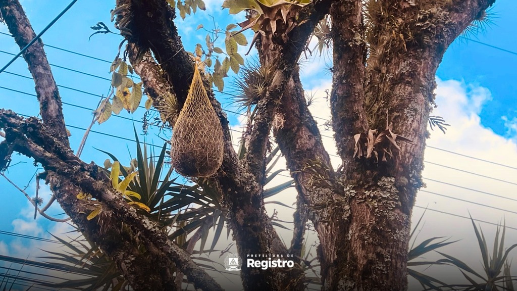 Bromélias indicam influência da arborização urbana na qualidade ambiental