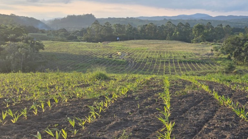 Palmito pupunha do Vale do Ribeira conquista selo de indicação geográfica
