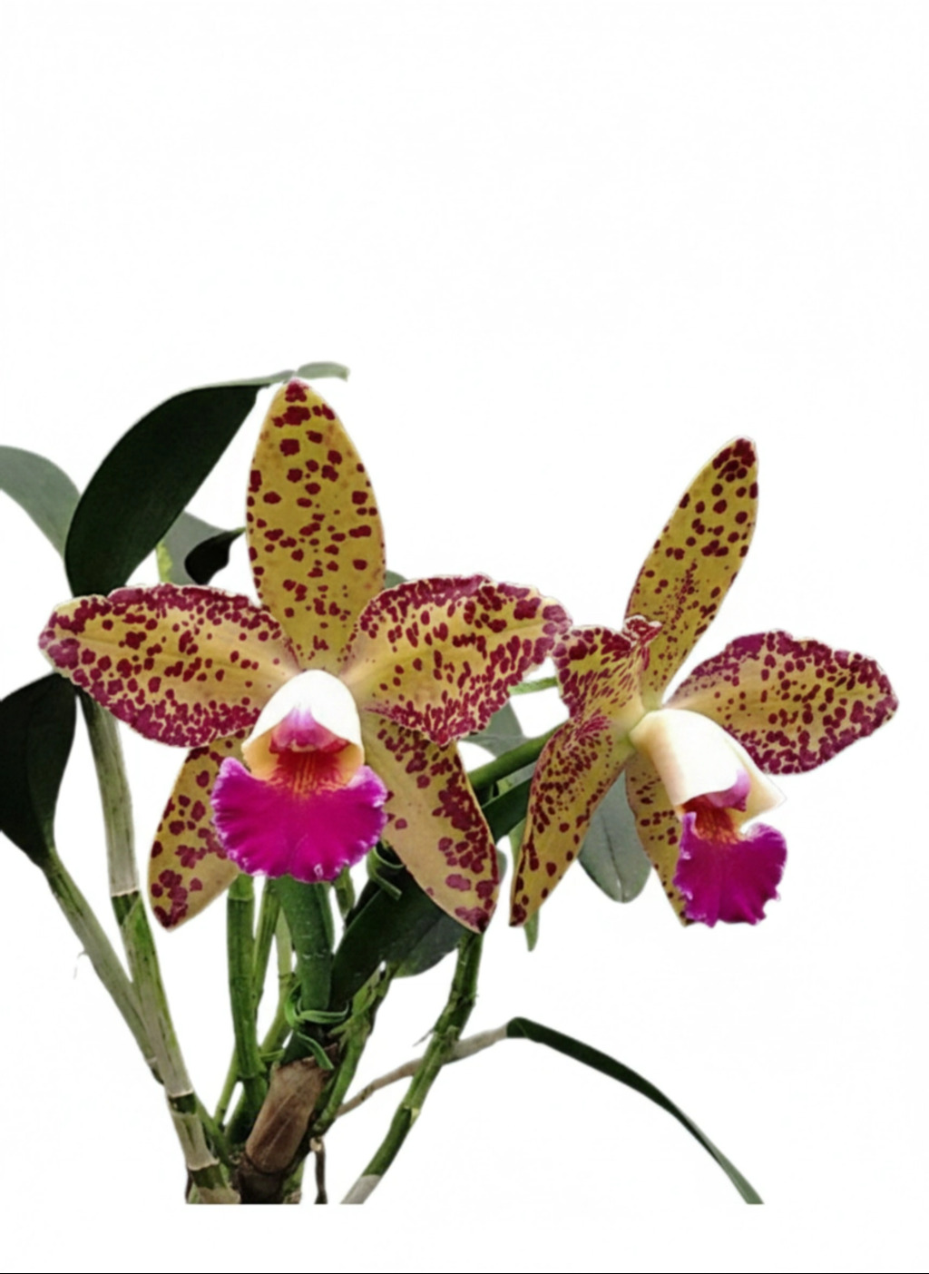 Orquivale promove primeira reunião do ano, em Registro